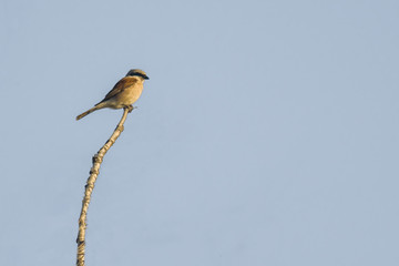 a red shrike on a branch in nature