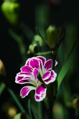 flower carnation purple pink white on green stems background