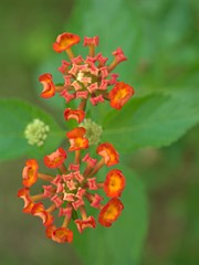 Closeup red,orange colorful of west indian lantana camara flowers plants in garden with green blurred background .macro image ,sweet color for card design ,soft focus