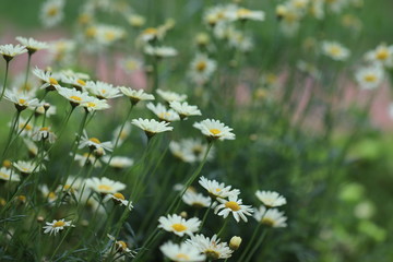 太陽の光を浴びるマーガレットの花
White Margaret flowers in the sunshine.