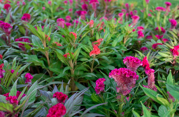 Field of beautiful red Cockscomb or Crested celosia in the park on blurred background in garden with morning light.