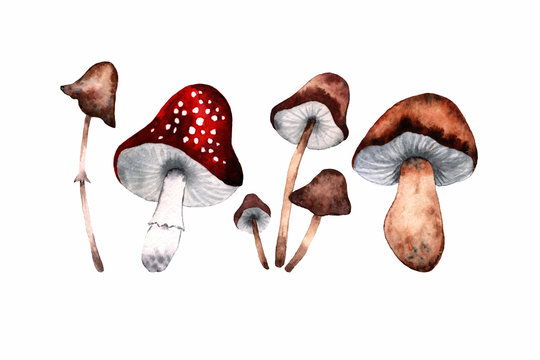different mushrooms painted in watercolor