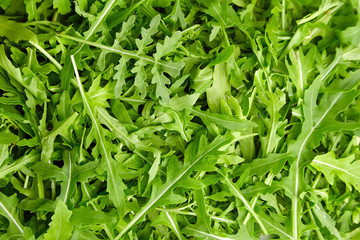 Fresh green arugula or ruccola slalad leaves texture background