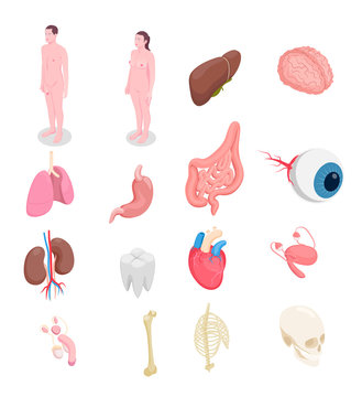 Human Organs Isometric Icons Set