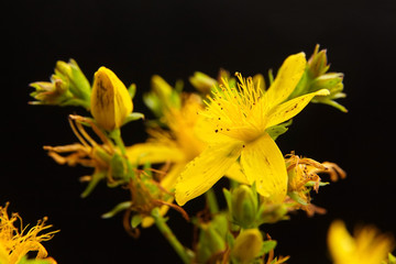 Hypericum perforatum or St Johns wort flowers, closeup on black background