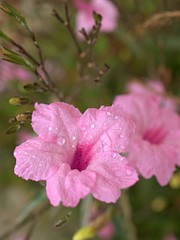 Obraz premium Closeup pink petals of Ruellia toberosa ,wild petunia flower plants in garden with water drops and green blurred background ,macro image, soft focus ,sweet color for card design