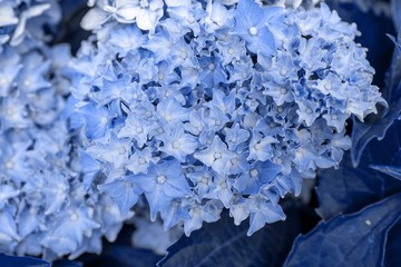 Closeup blue Hydrangea flower (Hydrangea macrophylla) blooming in the garden