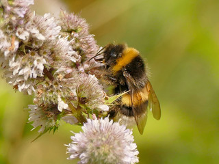 white-tailed bumblebee on peppermint flower