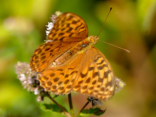 Silver-washed fritillary on a flower of a peppermint