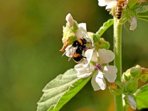 white-tailed bumblebee on marshmellow flower