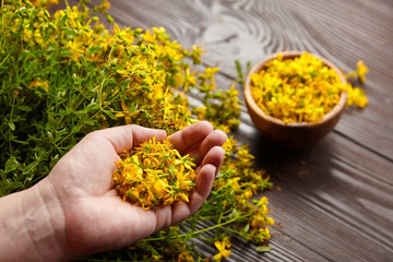 Naklejka na ściany i meble Hands holding Hypericum perforatum or St johns wort herb flowers, herb medicine harvesting