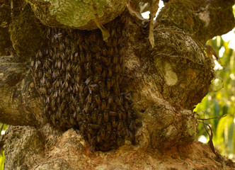 small honeycomb covered with bees on a tree bark. 