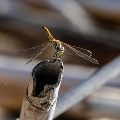 libellula