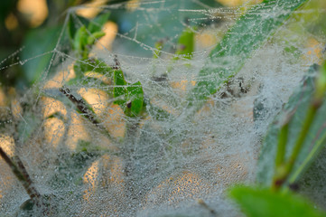 spider web with dew drops in the morning