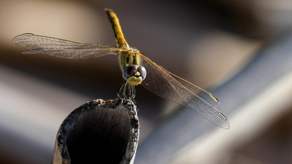 libellula