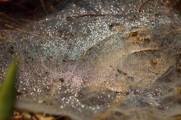 spider web with dew drops in the morning. 