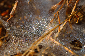spider web with dew drops in the morning. 