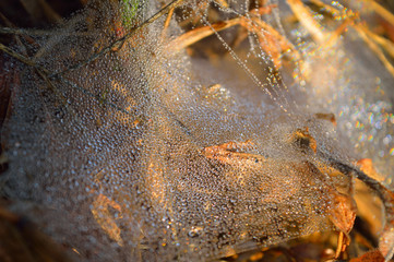 spider web with dew drops in the morning. 