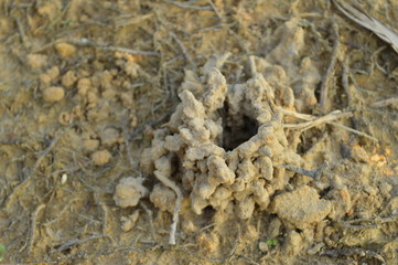 Image shows a crab hole entrance.