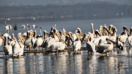 A Pelican in Kenya