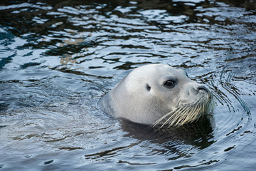 アゴヒゲアザラシ © 晃一 角田