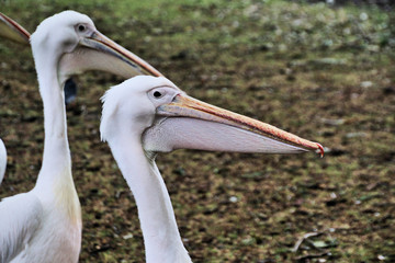 A view of a Pelican in London