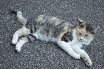 cat