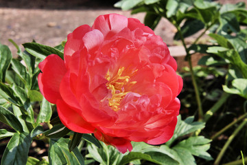 A Red Peony