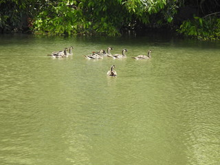 Hawaiian Goose - Nene