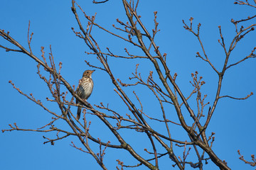 Singdrossel (Turdus philomelos) 