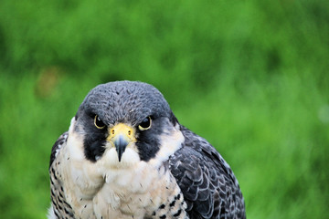 A Peregrine Falcon