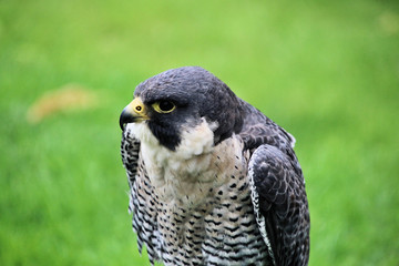 A Peregrine Falcon