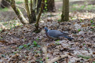 a beautiful wild pigeon with colorful feathers walks in the forest, looking for food and eating in a good mood - 371739152