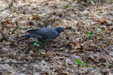a beautiful wild pigeon with colorful feathers walks in the forest, looking for food and eating in a good mood - 371739153
