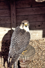 A view of a Peregrine Falcon