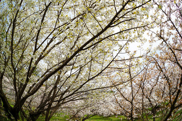 仁和寺の御室桜