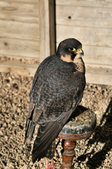 A view of a Peregrine Falcon
