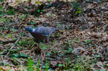a beautiful wild pigeon with colorful feathers walks in the forest, looking for food and eating in a good mood - 371739300