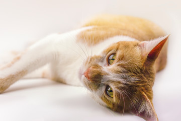 The orange cat is lying.