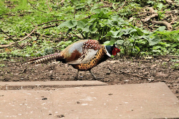 A view of a Pheasant at Leighton Moss Nature Reserve