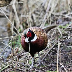 A view of a Pheasant at Leighton Moss Nature Reserve
