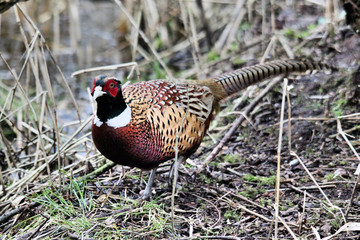 A view of a Pheasant at Leighton Moss Nature Reserve