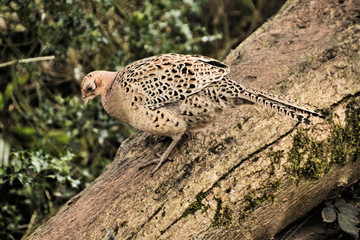 A view of a Pheasant at Leighton Moss Nature Reserve