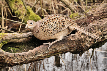 A view of a Pheasant at Leighton Moss Nature Reserve