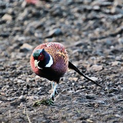 A view of a Pheasant at Leighton Moss Nature Reserve