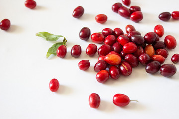 Ripe dogwood. Red, oblong maroon berries, scattered on a gray-blue background.