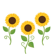 Obraz premium Sunflower isolated on white background vector.