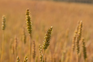 Fototapeta premium Getreidefeld