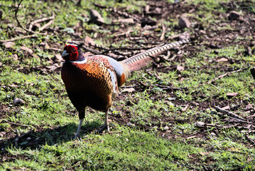 A view of a Pheasant at Leighton Moss Nature Reserve