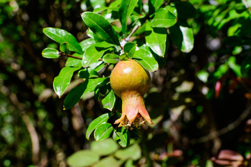 One small raw pomegranate fruit and green leaves in a large tree in direct sunlight in an orchard garden in a sunny summer day, beautiful outdoor floral background photographed with selective focus.